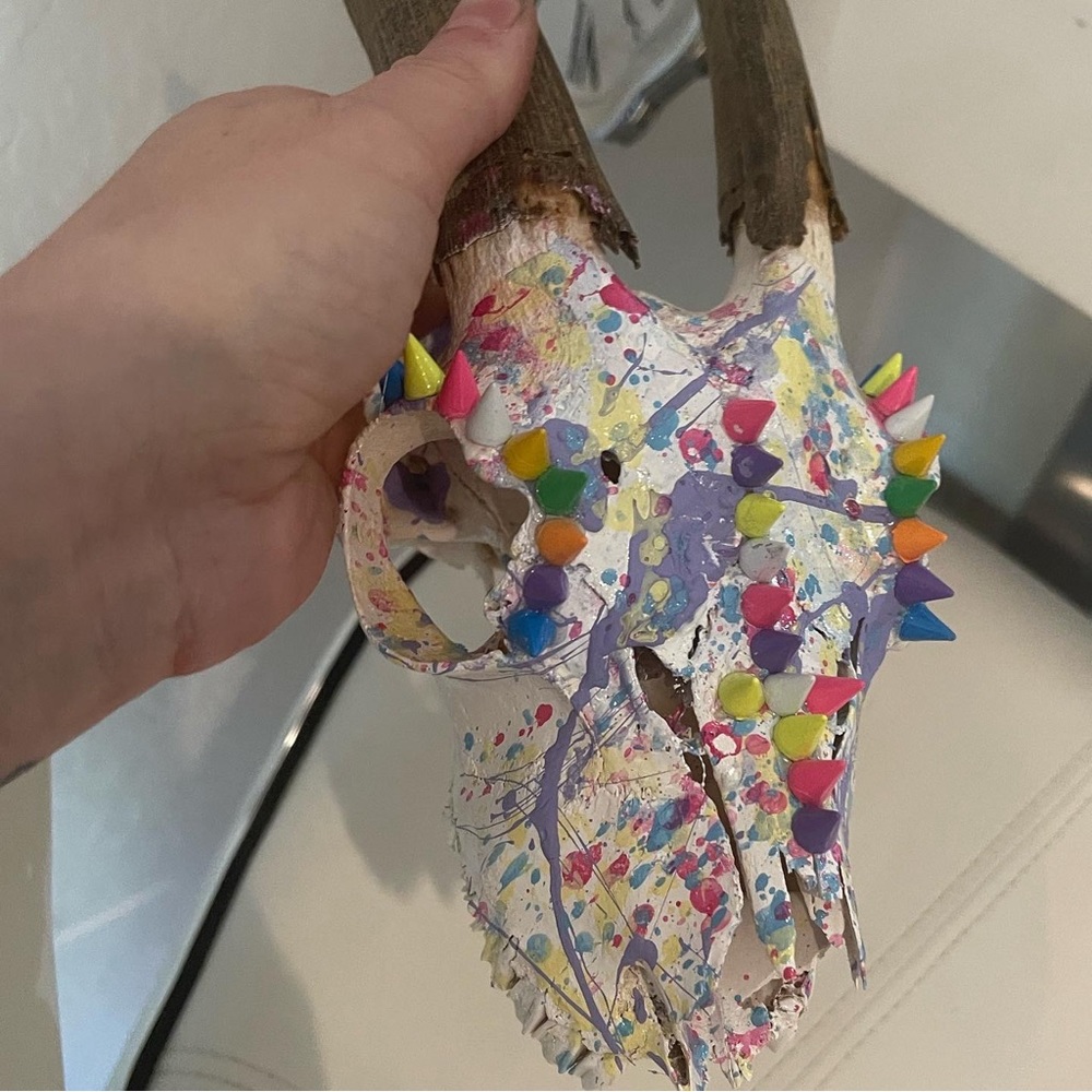 Domestic Goat Skull